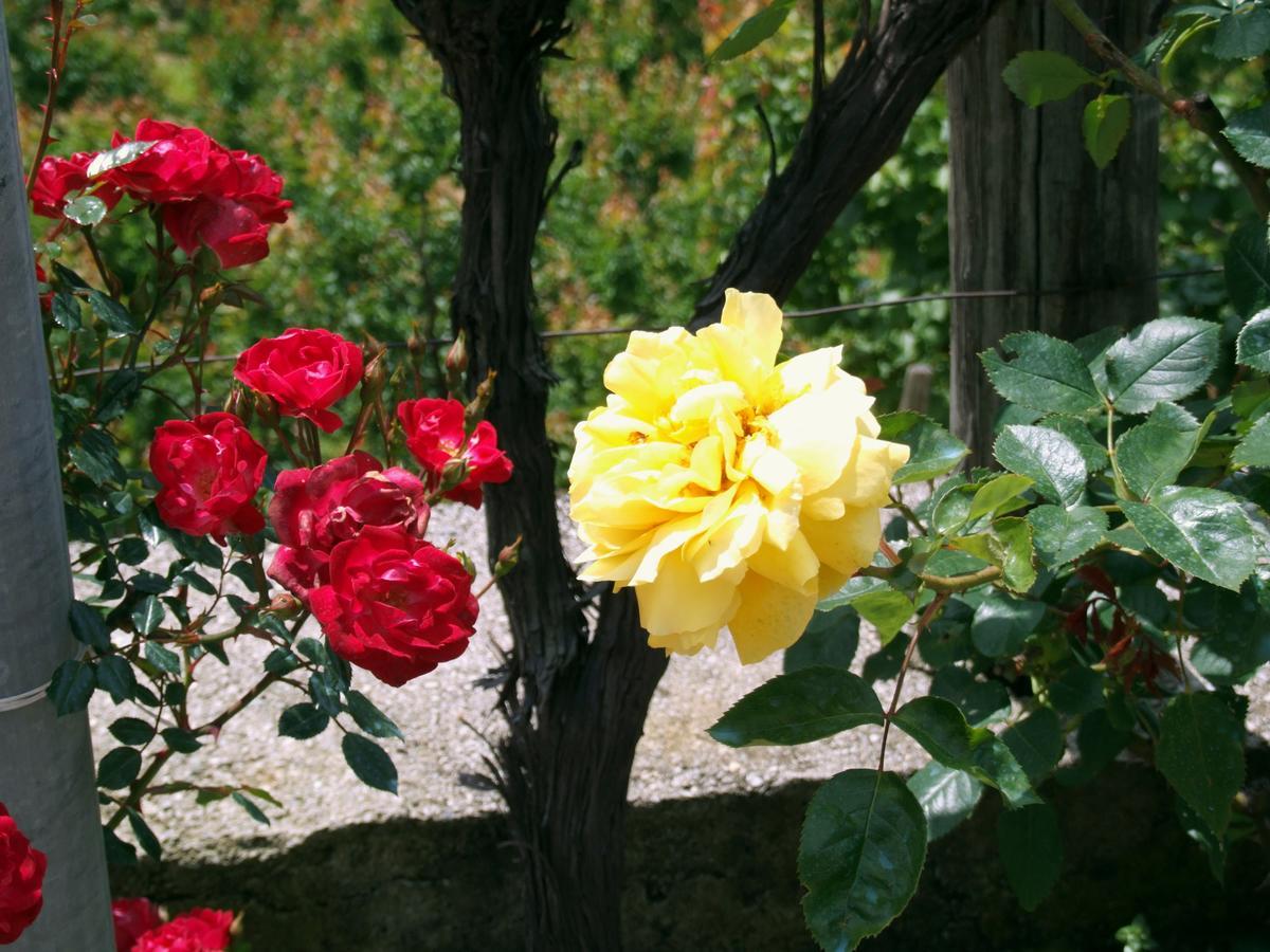 B&B Alle Ortensie Blu Sesta Godano Екстериор снимка