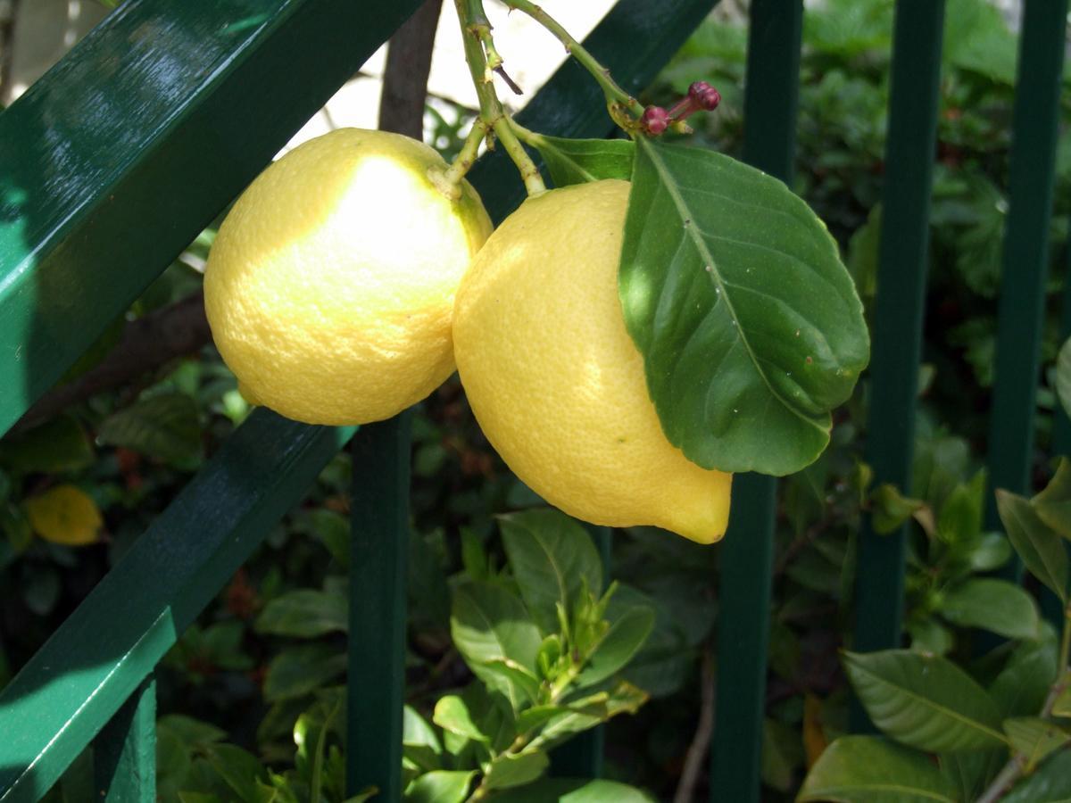 B&B Alle Ortensie Blu Sesta Godano Екстериор снимка